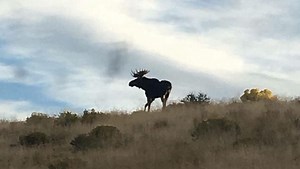 Someone illegally killed and beheaded Nevada moose near Jarbidge