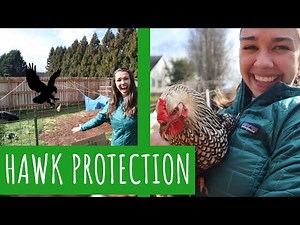How to Protect Chickens from Hawks/ Easiest NO DIG ORGANIC Garden System