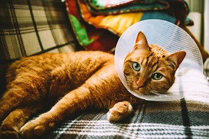 Emergency and Urgent Care for Pets | Michigan City Animal Hospital