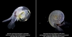 Tout ce qu’il faut savoir sur l’acidification des océans
