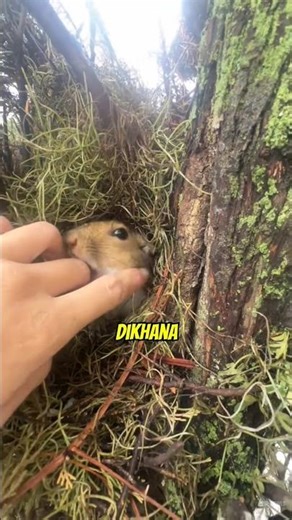 Squirrel’s Secret House Will Melt Your Heart