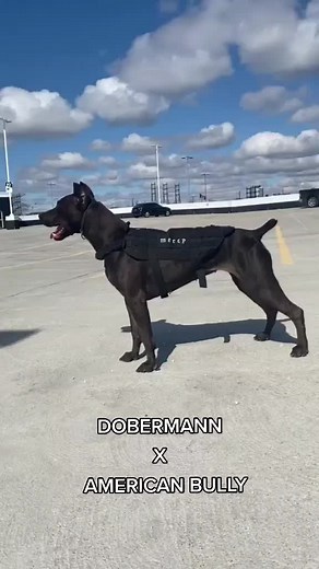 Dogs In The World su TikTok