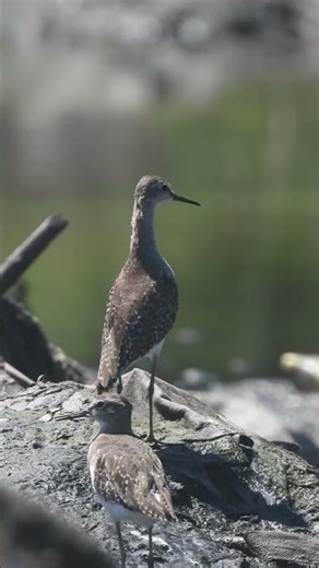 Grey Plover . Short video 4K-UHD Birds Photography | Wild Video | Wildlife Animals