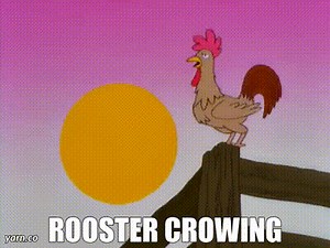 ROOSTER  CROWING