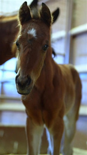 A very special one has officially arrived. Welcome to the world, 𝐂𝐨𝐦𝐢𝐧 𝐅𝐮𝐥𝐥 𝐂𝐢𝐫𝐜𝐥𝐞 aka "𝐋𝐮𝐱"! This colt has been highly anticipated from the beginning, and seeing him on the ground makes this story even more meaningful. Bred and raised through three generations of Vaughn Zimmerman’s breeding program, he represents a legacy built on thoughtful crosses, patience, and purpose. From Shes Wound Up to Its All About Ruf, every piece of this pairing reflects decades of careful breeding