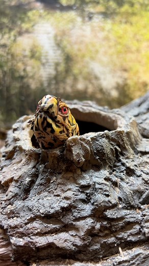 There’s no such thing as too much OTIS 🙌🏻Otis is a male eastern box turtle. He’s lived here with us since the fall of 2021 after he was abandoned by his previous owners for no known reason. Otis quickly became an internet sensation with his charisma, charm, extreme intelligence and dashing good looks! Otis has bright red eyes which are an indicative trait of male box turtles. He’s also brightly colored. Otis isn’t like other turtles and acts more like a dog following us around and interacting 