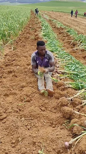 Harvesting Onions: A Step-by-Step Guide