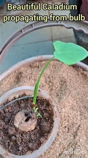 beautiful Caladium propagating from bulb
