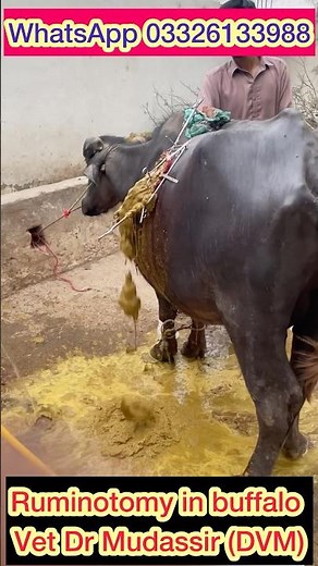 Impaction of rumen| omasal abomasal impaction | #cow #viral #animals #farming #feed #surgery #vet