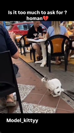 𝐌𝐨𝐝𝐞𝐥 𝐊𝐢𝐭𝐭𝐲𝐲😼 on Instagram: "Why do humans show such cruelty to animals? All they ask for is food and love, yet we treat them poorly.💔"