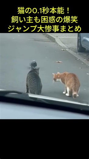 猫の0 1秒本能！飼い主も困惑の爆笑ジャンプ大惨事まとめ