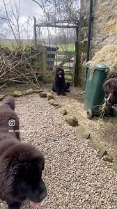 Go big or go home #petlovers #giantdogs #bigdog #newfiesofinstagram #newfoundlanddogs #gentlegiant #newfies #newfs #giantbreed #beardogs #isthatabear #fluffydogsoffacebook #fluffydogs | Newfangled Newfoundlands & Chow Chows