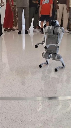 Robot Dog