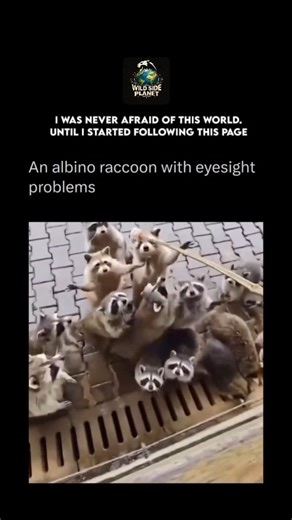 WildSide.Planet on Instagram: "The white raccoon isn’t just an oddity; it’s a rare example of albinism, a genetic condition that causes a total lack of melanin, the pigment responsible for color in skin, fur, and eyes. Its difficulty finding the food is a direct result of this condition. The lack of pigment in the eyes makes them extremely sensitive to light (photophobia) and often causes poor eyesight. While the other raccoons, which are nocturnal and have excellent night vision, can easily spo