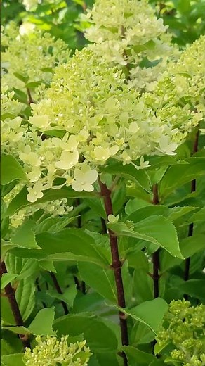 Hydrangea 'Limelight Prime'