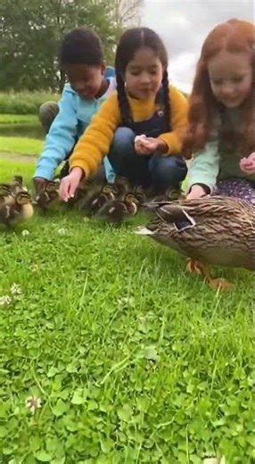 Children feeding a mother duck and her duckilngs.