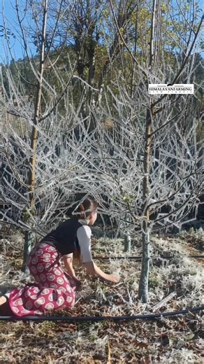 frozen apple orchard #shorts