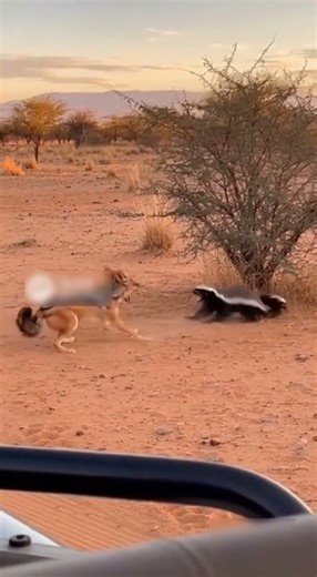 Fearless Ratel Protects Its Young from Jackal 🐾🔥 #Wildlife #Nature #africananimal