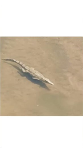 Nature’s Most Patient Predator... #KrugerPark