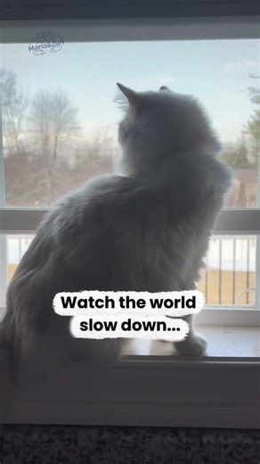 If today felt too loud, watch this cozy cat ☁️