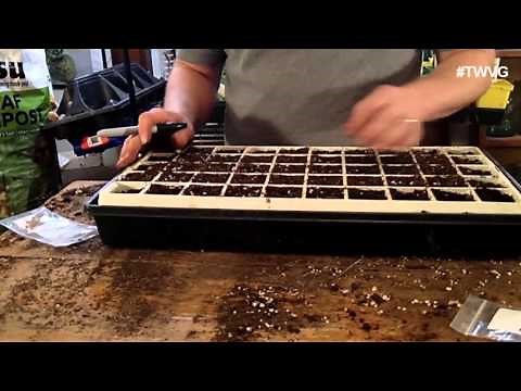 Starting Beets from Seed- Garden Tip