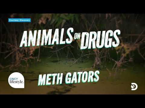 Forrest Galante uncovers the dark side of wildlife in Animals on Drugs | Cincy Lifestyle