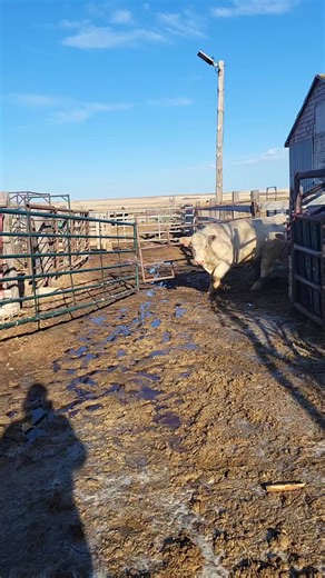 12K views · 150 reactions | #ranching #bulls #ranchlife #cows | The Ranch Life | Facebook