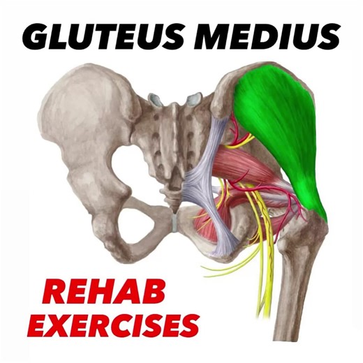 💥𝐆𝐥𝐮𝐭𝐞𝐮𝐬 𝐌𝐞𝐝𝐢𝐮𝐬💥 ——— 👉Gluteus medius is an important abductor and stabilizer of the hip joint. 🧠Resistance training that targets the hip abductors often helps reduce pain associated with patellofemoral syndrome, IT band syndrome, hip impingement, gluteal tendinopathy and low back pain. 🔎Here are 5 great exercises for strengthening gluteus medius and gluteus minimus as a part of a prehab program or with someone who is suffering from one of the clinical conditions mentioned above