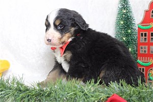 Shaman - Bernese Mountain Dog Puppy 5F83A8