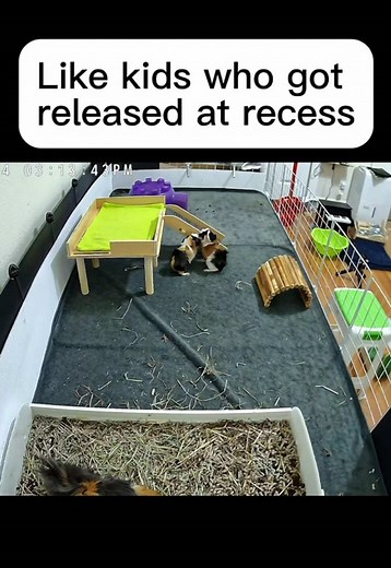 They realized how spacious the cage is… #guineapig