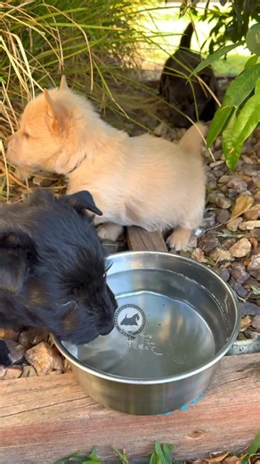 Dumbarton Scottish Terriers on Instagram: "Perdita’s babies in their first couple of days in the garden, two weeks ago. This is a fun little video to watch."