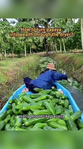 kitty’s dryer on TikTok