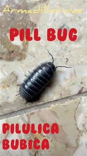 INSEKT BUBA pilulica bubica Pill Bug rolly polly na podu i voli vlažno