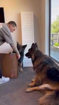 Can dogs help install shutter blinds?