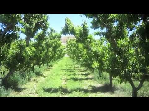 The Life of a Peach Tree