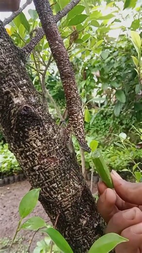 Easy Farming Method Using This Technique 🌱 | Smart Cultivation for Farmers