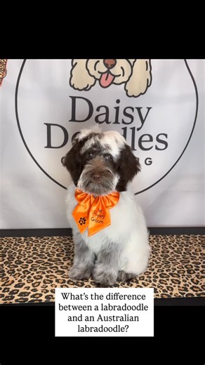 Daisy Doodles Grooming ♡ on Instagram: "❓What’s the difference between a Labradoodle and an Australian Labradoodle? ❓ The main difference is that a standard Labradoodle is a simple Poodle-Labrador cross (F1/F2) with unpredictable traits, while an Australian Labradoodle (ALD) is a more developed, multi-generational breed incorporating Cocker Spaniels (and some other breeds), resulting in more consistent, lower-shedding, hypoallergenic coats, calmer temperaments & various sizes, making ALDs genera