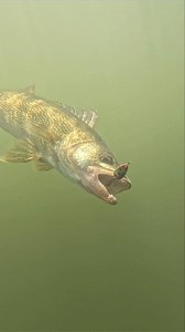 The Kalin’s Worm Walker has been a great walleye bait for us this summer!