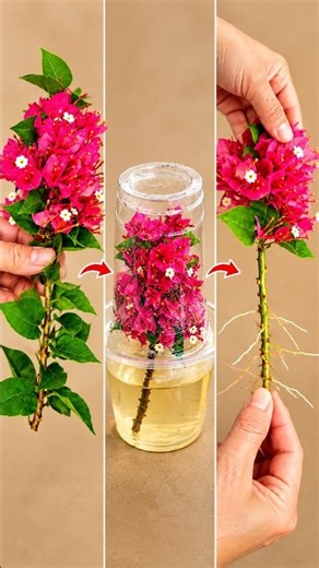 How to Grow Bougainvillea Easily | Bougainvillea Propagation from Cuttings