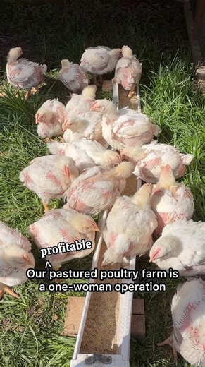 Maximizing Small Scale Poultry Farming #pasturedpoultry #chickens #farming