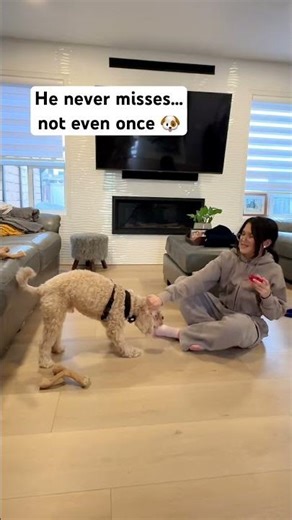 Perfect Catch Every Time 🐶🎯 | Smart Dog Trick You’ll Love!