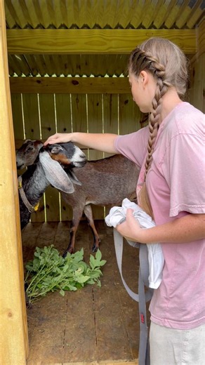 Goats & rain do not mix 💧🚫 #goatfarming #nubiangoats #goats