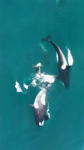 How do orcas hunt as a team? #funfacts #science #ocean #life #animals