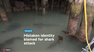 A case of mistaken identity is being blamed for a shark attack in Oamaru. It’s left a 13-year-old girl with 52 stitches and a good story to tell when school starts back. One expert says we need to be more careful about things like fish disposal in areas where people are likely to swim. 👉 https://bit.ly/Shark_1News_110122 | 1News