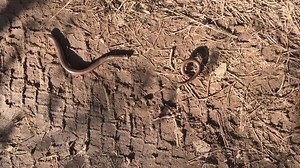 File:Anguis fragilis (Slow worm) rejected tail (26434427563)-video.webm - Wikimedia Commons