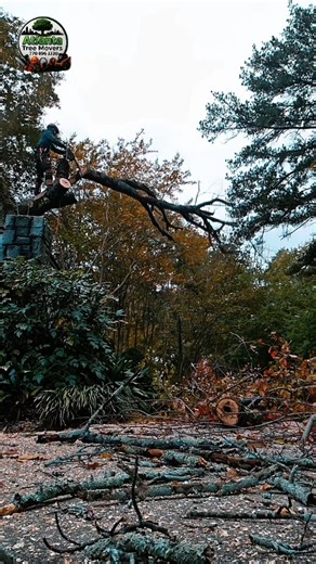 Need expert tree services? Call/Text Atlanta Tree Movers LLC today at 770-896-3330 #AtlantaTreeMovers #fypシ #reels | Christian Luke