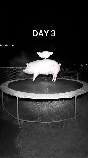 Pig and Chicken jumping on the trampoline | CCTV footage funny.