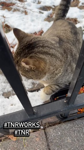 Furvana Cat Rescue on Instagram: "Meet Roofie — professional escape artist and ceiling squatter 🤪 During his TNR stay, Roofie somehow broke free from a trap that was secured with a metal rod. He pushed his way through, found a tiny opening in the ceiling of our recovery space, and lived above it for almost three days. With a lot of patience and pure grit and determination, I finally got him safely down. Roofie was neutered and vaccinated and has since been released back to his outdoor home — wh