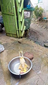 486K views · 3.3K reactions | Ganito diskarte ko magkatay ng manok kakabsat #farminglife #followeveryone | Ajong Vlogs | Facebook