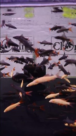 இது உங்க மீன் தொட்டில இருக்கா ? #fishaquarium #fish